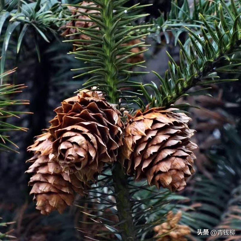 想让树长得快可以施尿素吗,杉木苗营养杯育苗技术
