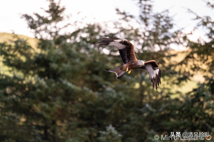 索尼微单长焦镜头55-210,索尼微单长焦镜头最新款