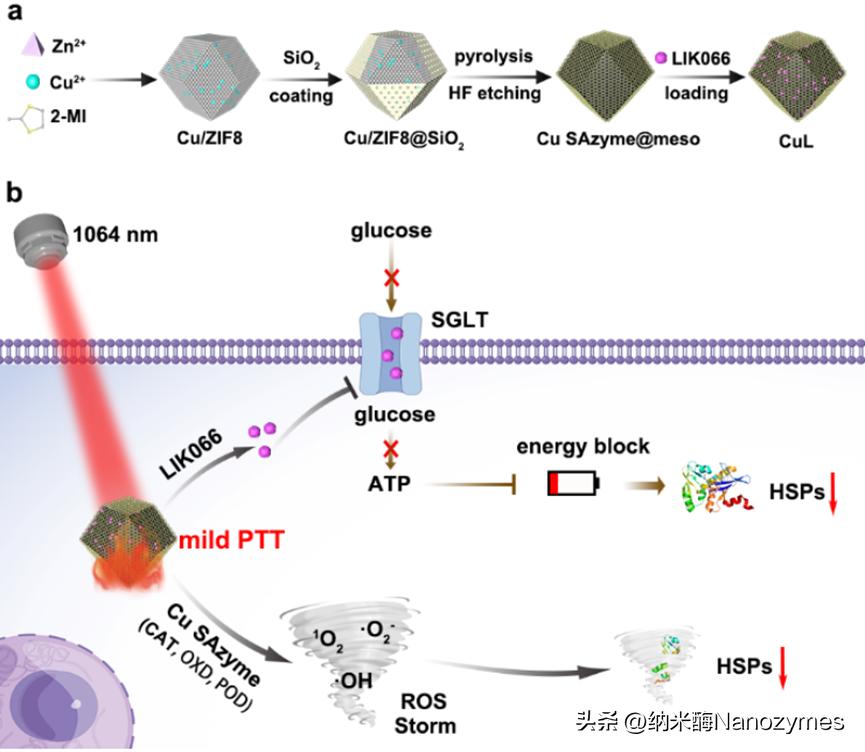「转载」Angew.Chem.Int.Ed.|Cu单原子纳米酶用于光热疗法
