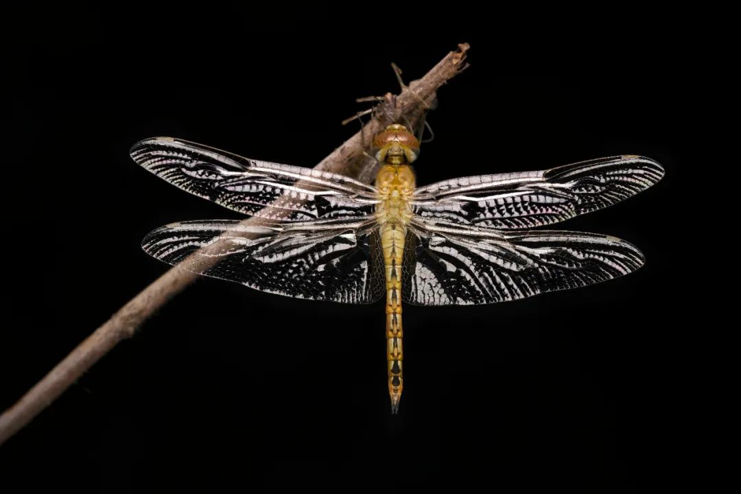 富士xh2s和富士xh2评测,富士xh2实拍体验