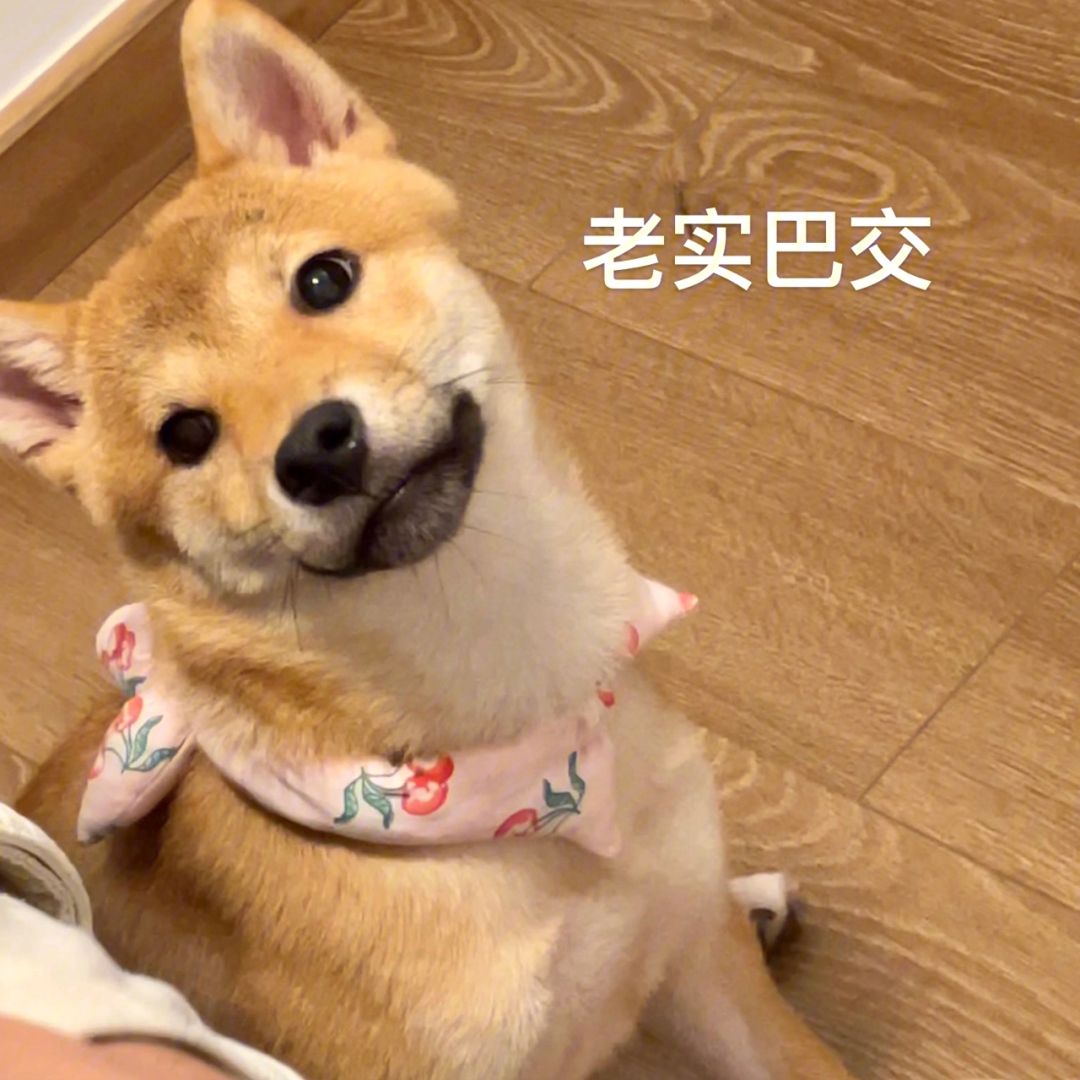 什么狗最聪明最忠诚不乱叫不掉毛,什么狗最凶猛而且又忠诚拥护主人