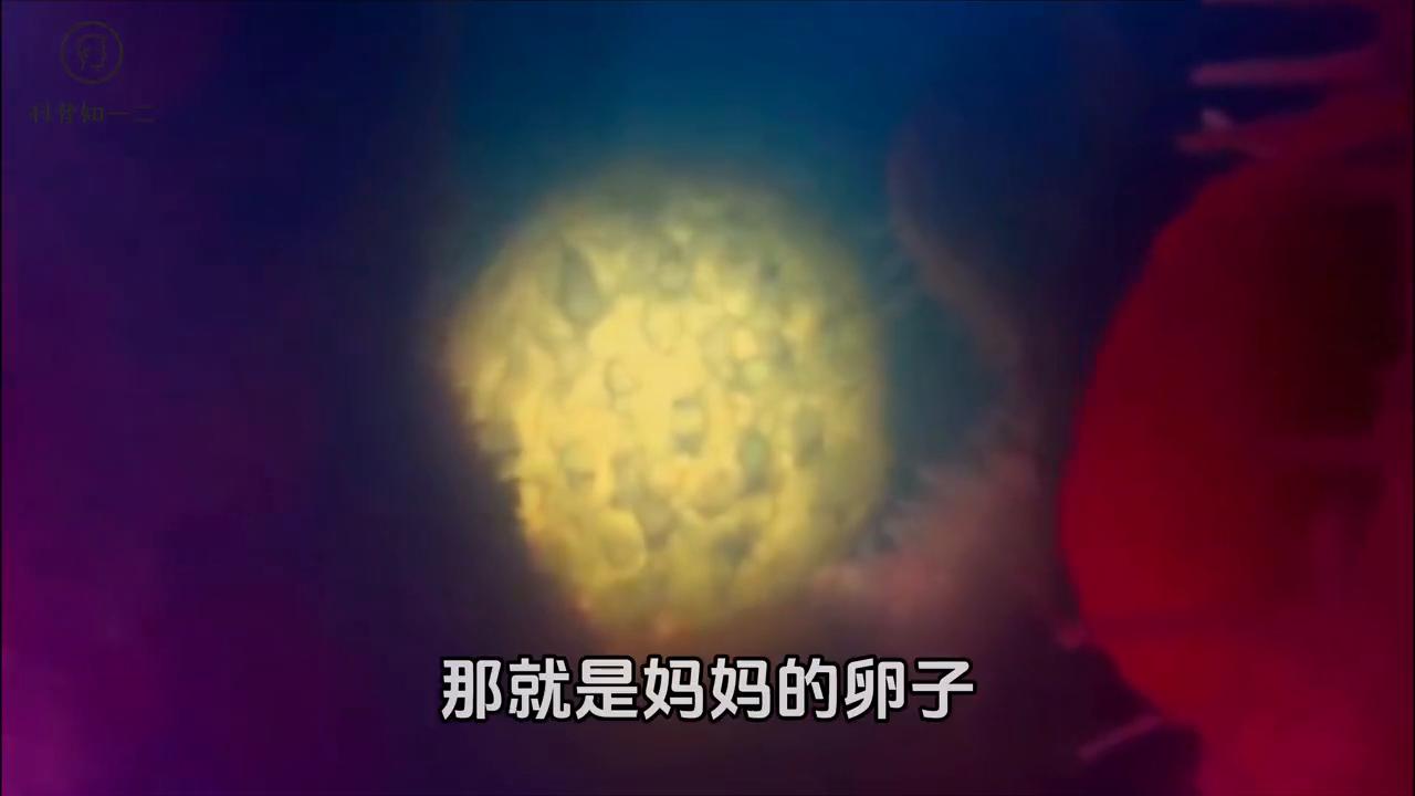 小蝌蚪蜕变成青蛙的视频,从一只小蝌蚪开始一路蜕变