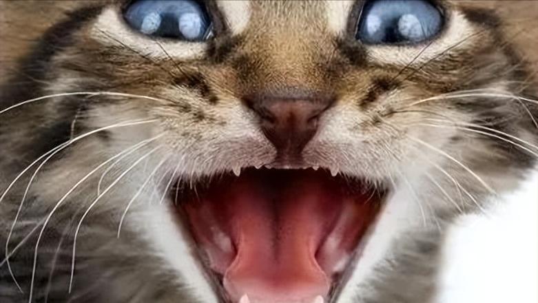 猫咪会长铁线虫吗,猫咪会长蛀牙吗