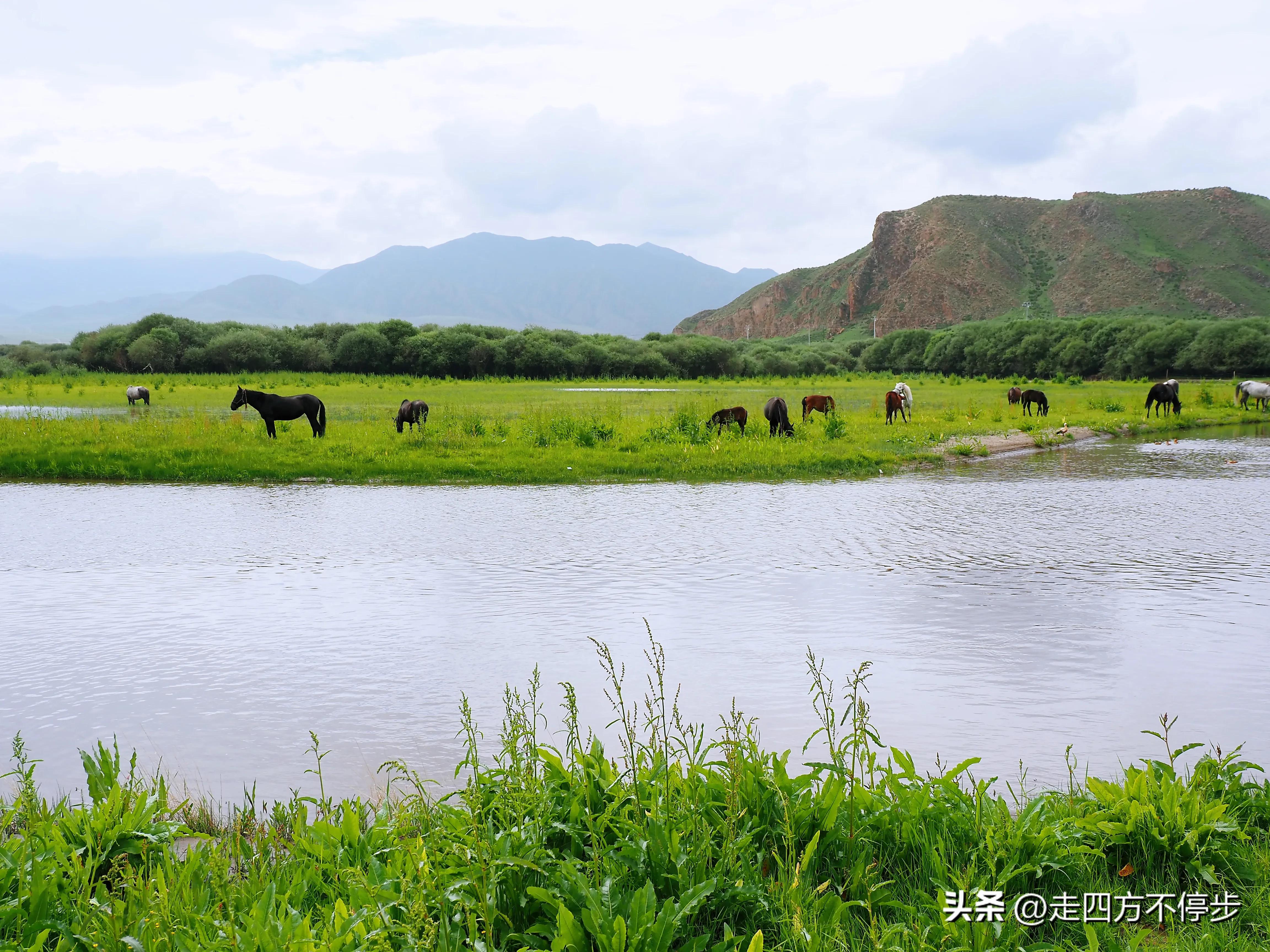 甘南自驾游桑科草原下一站,甘南桑科草原高清精美视频