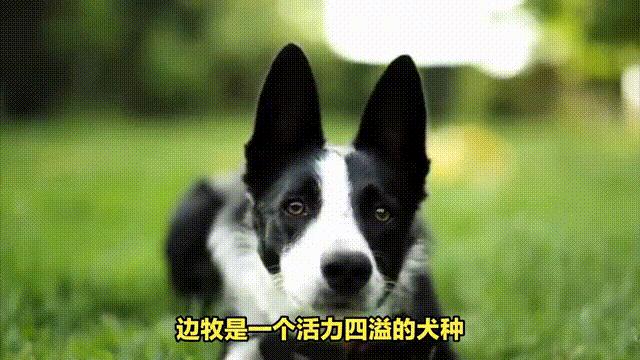 边牧如何养全面教程,如何让边牧养肥