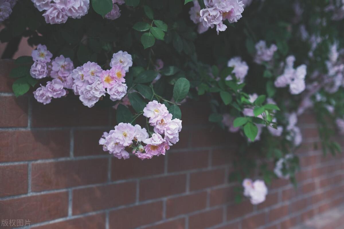 亲姐妹抱团养老4年后,亲姐妹抱团养老四年后却成为路人