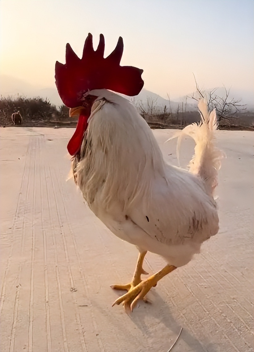 “狗界巅峰”：“把鸭当妈”骑鸭背上，全网最萌小狗吸粉550万