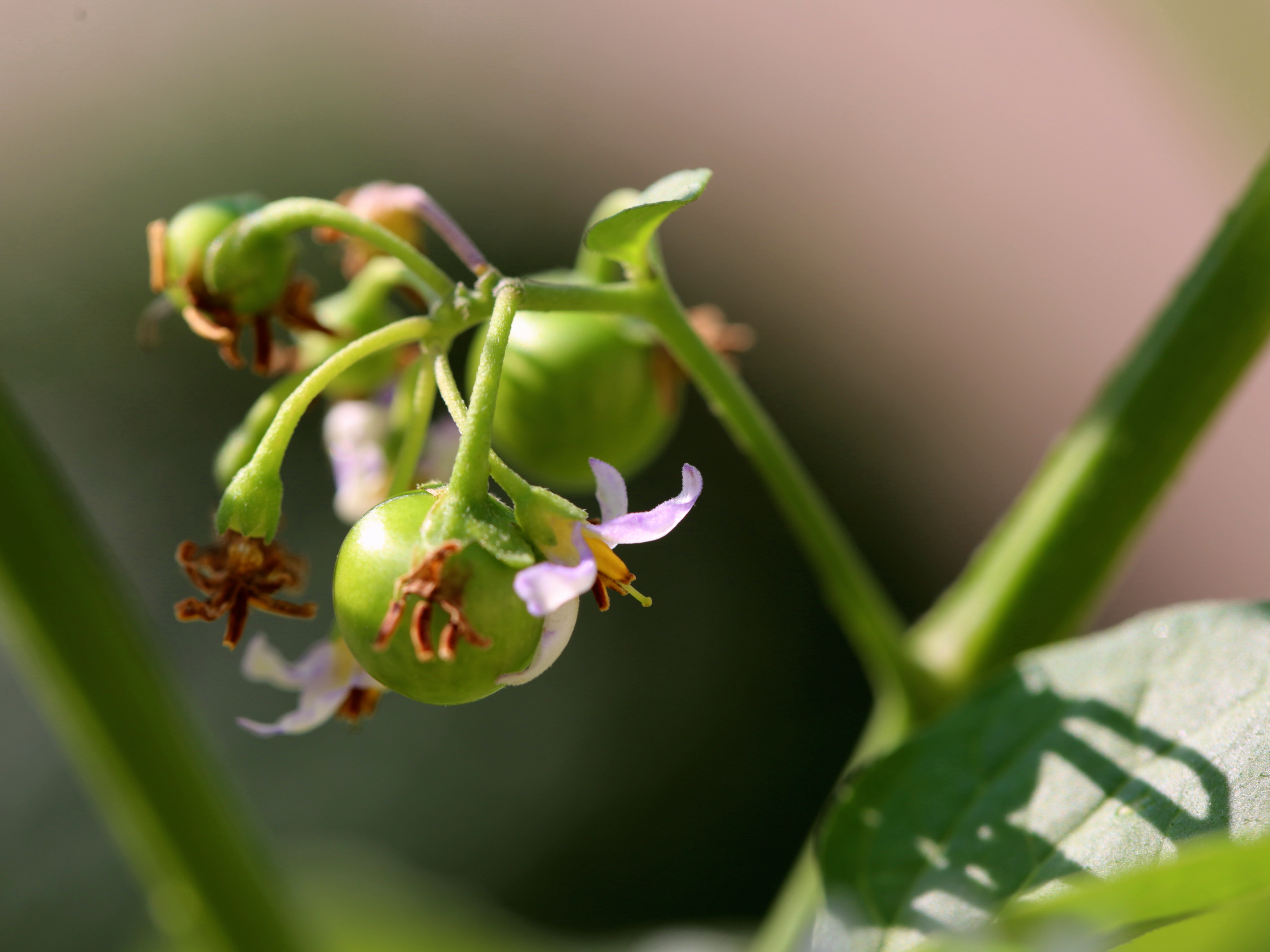 龙葵果小时候的味道,小时候的零食龙葵果