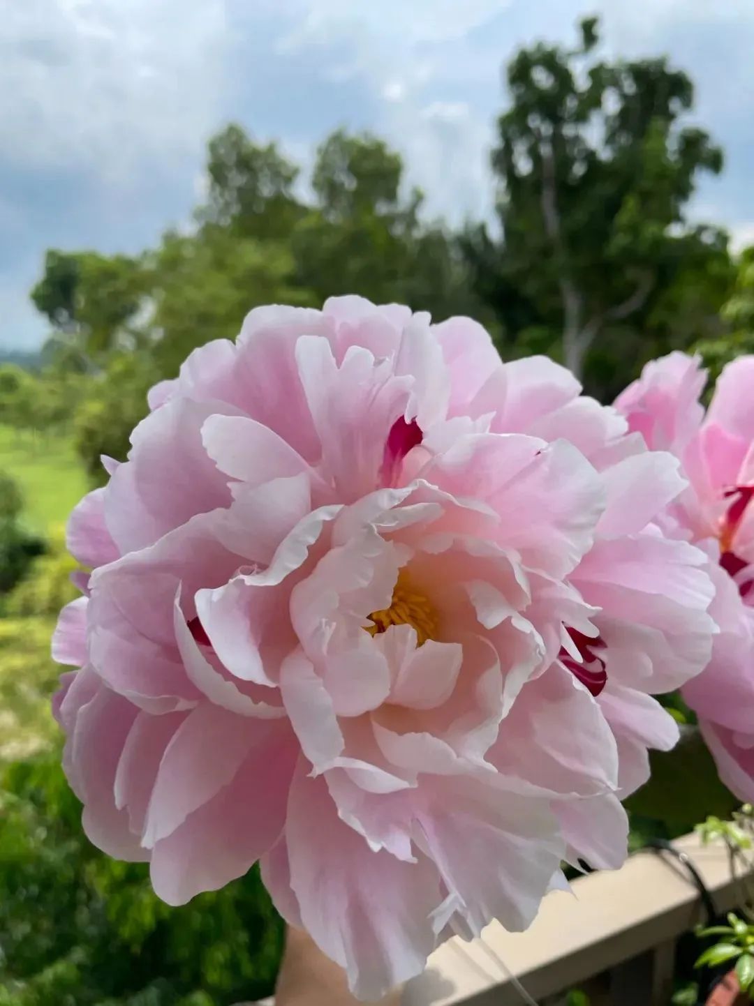 鲜花在水里能养几天会死,新加坡盆栽花卉怎么养