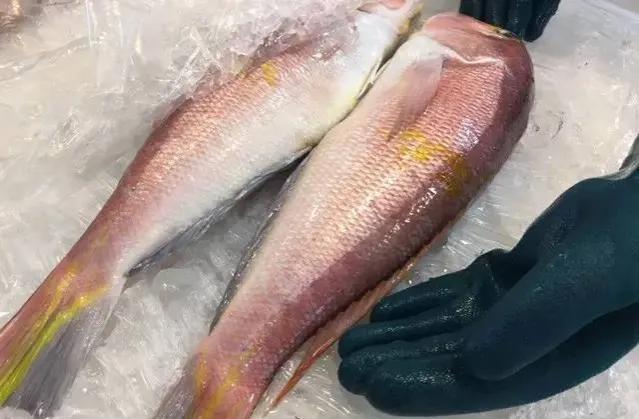 鱼类食材大全名称图片,鱼类菜谱大全100种