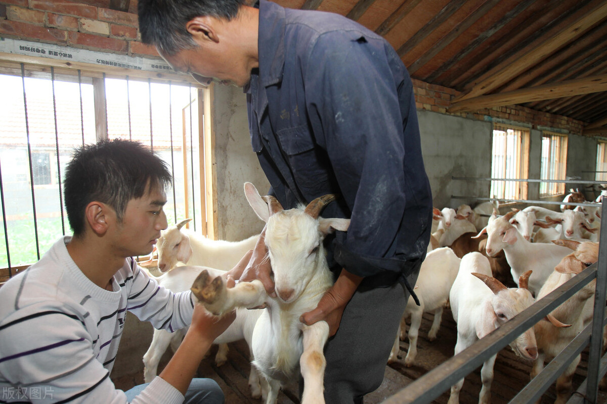 怎样科学养羊最赚钱养羊技术大全,养羊致富之路