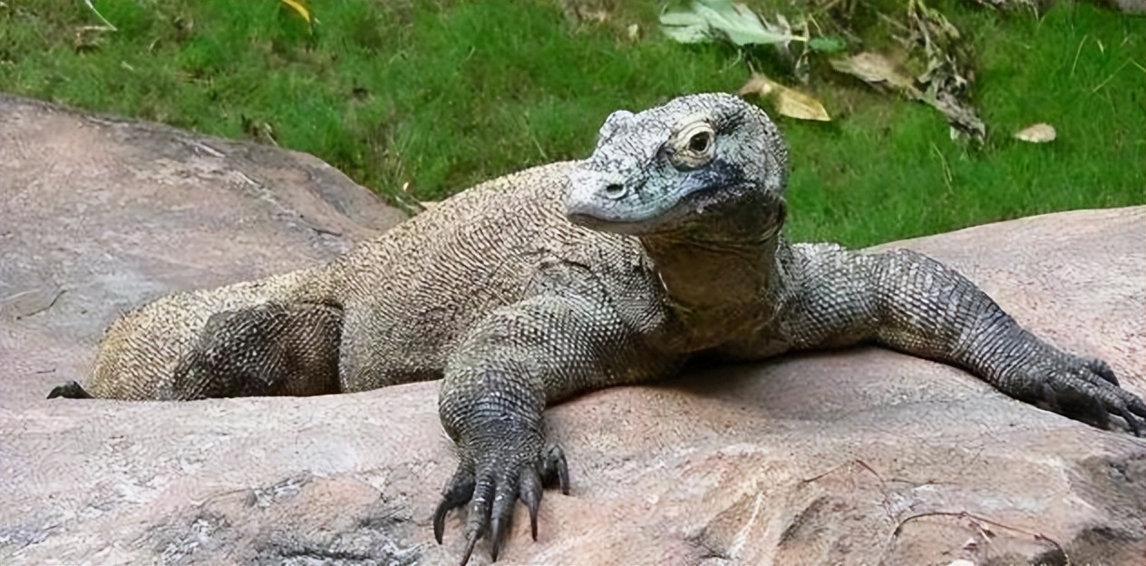 科莫多巨蜥会主动攻击人吗,科莫多巨蜥不袭击人