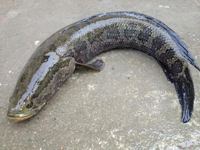 中国淡水鱼图谱大全集,中国各种淡水鱼的图片和名字