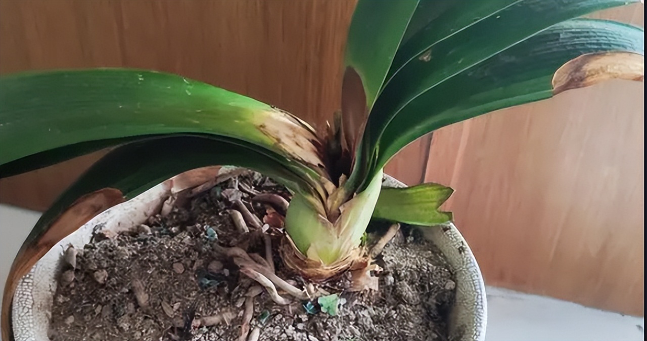 5种花浇不死浇水越多长得越旺,十种不能乱浇水的花