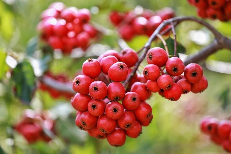 山楂树各阶段病虫害防治技术,山楂树病虫害如何防治