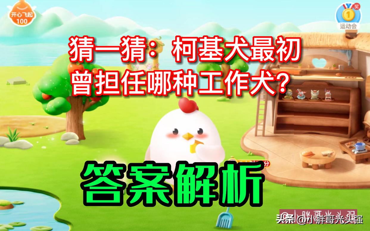 猜一猜：柯基犬最初曾担任哪种工作犬？蚂蚁庄园小知识