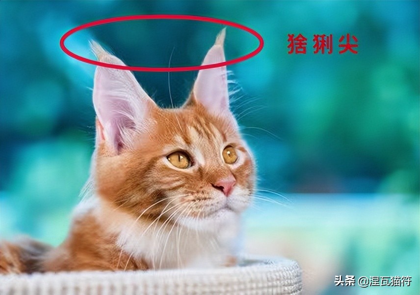 缅因库恩猫银虎斑,缅因猫浅银虎斑