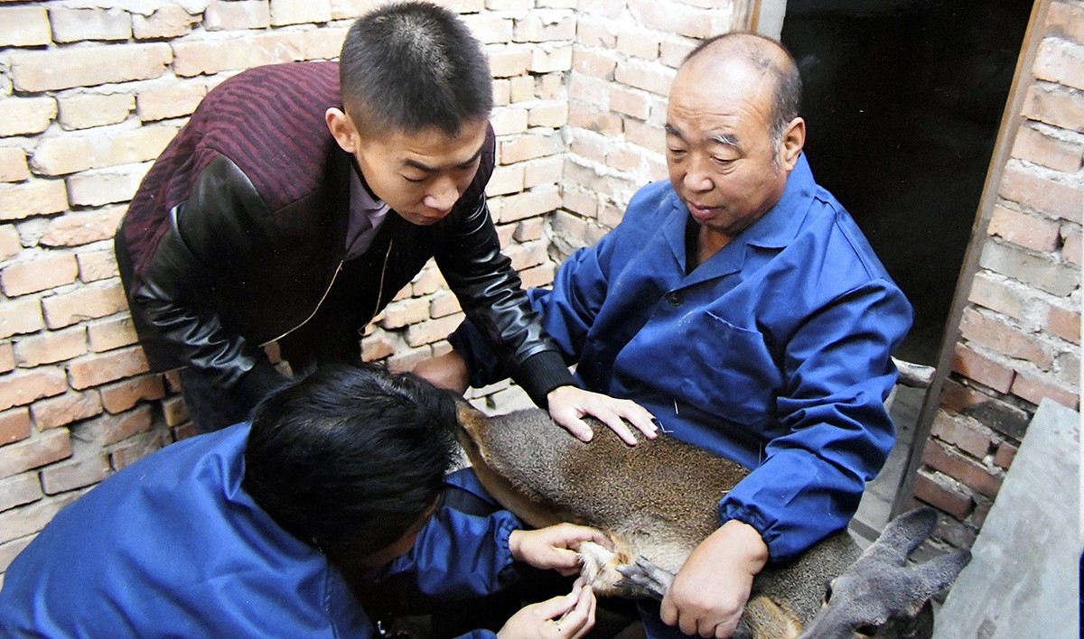 一只林麝一年能挣多少,一只林麝养殖一年一万元是真的吗