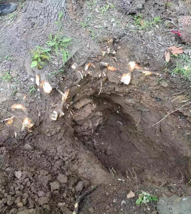 白蚁防治工作创新,白蚁防治工作十年变化