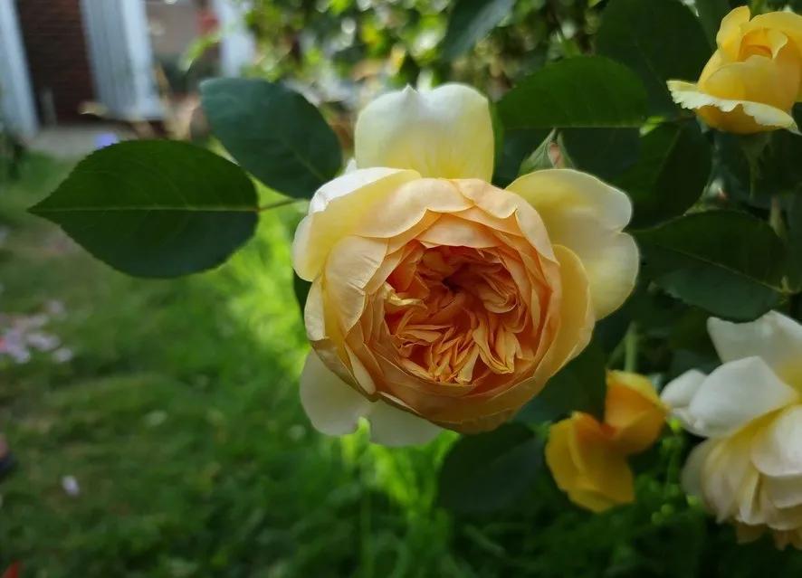 大卫奥斯汀蓝色月季,大卫奥斯汀培育月季