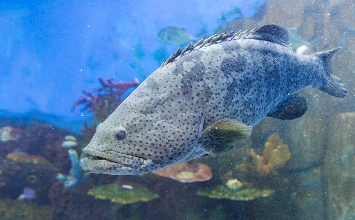 普通鱼油和降血脂鱼油一样吗,鱼油有降血脂软化血管的作用吗