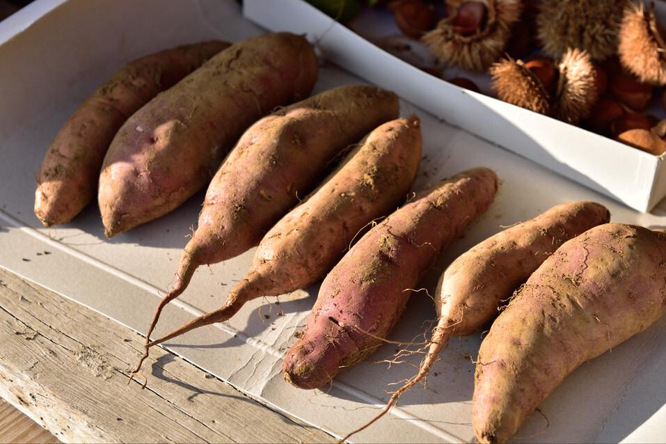 315曝光假粉条,315晚会曝光的假粉条