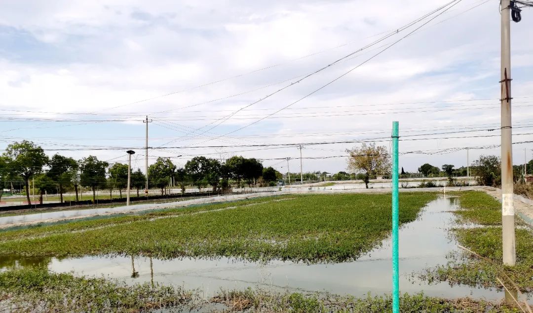 幼蟹的科学养殖与管理全是干货,幼蟹养殖成活率
