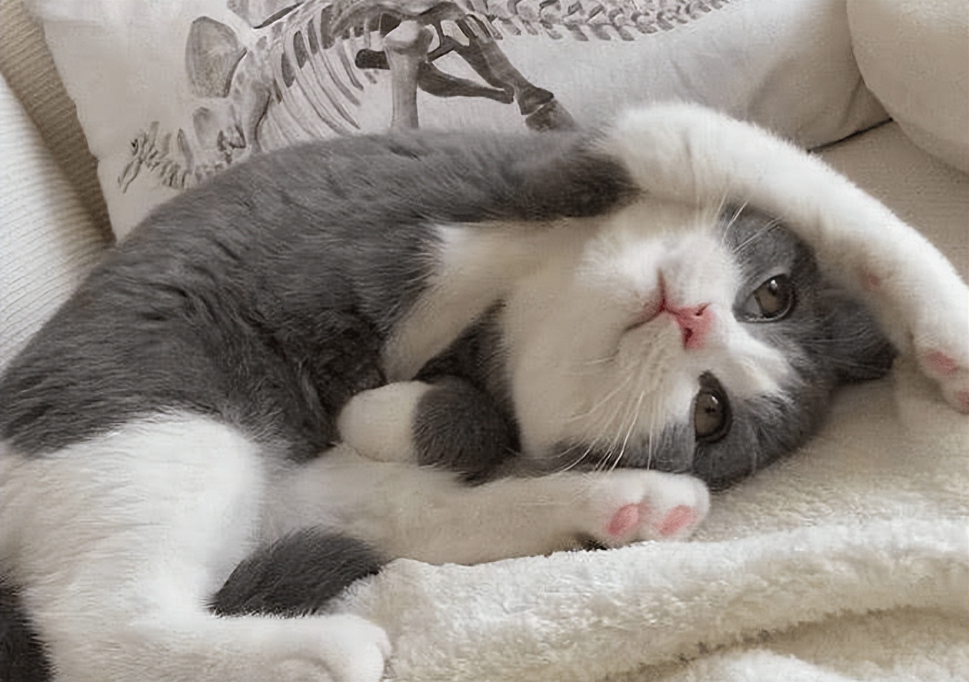 英国短毛猫怕冷还是怕热,英短猫怕冷还是怕热