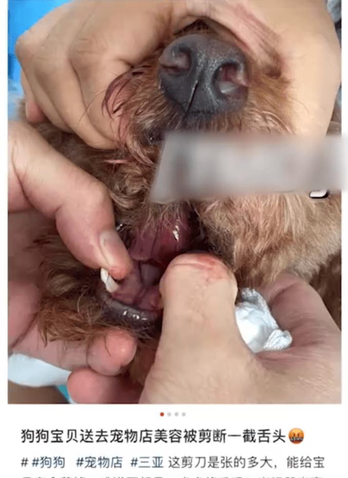 宠物店被要求巨额赔偿,宠物店道歉启示