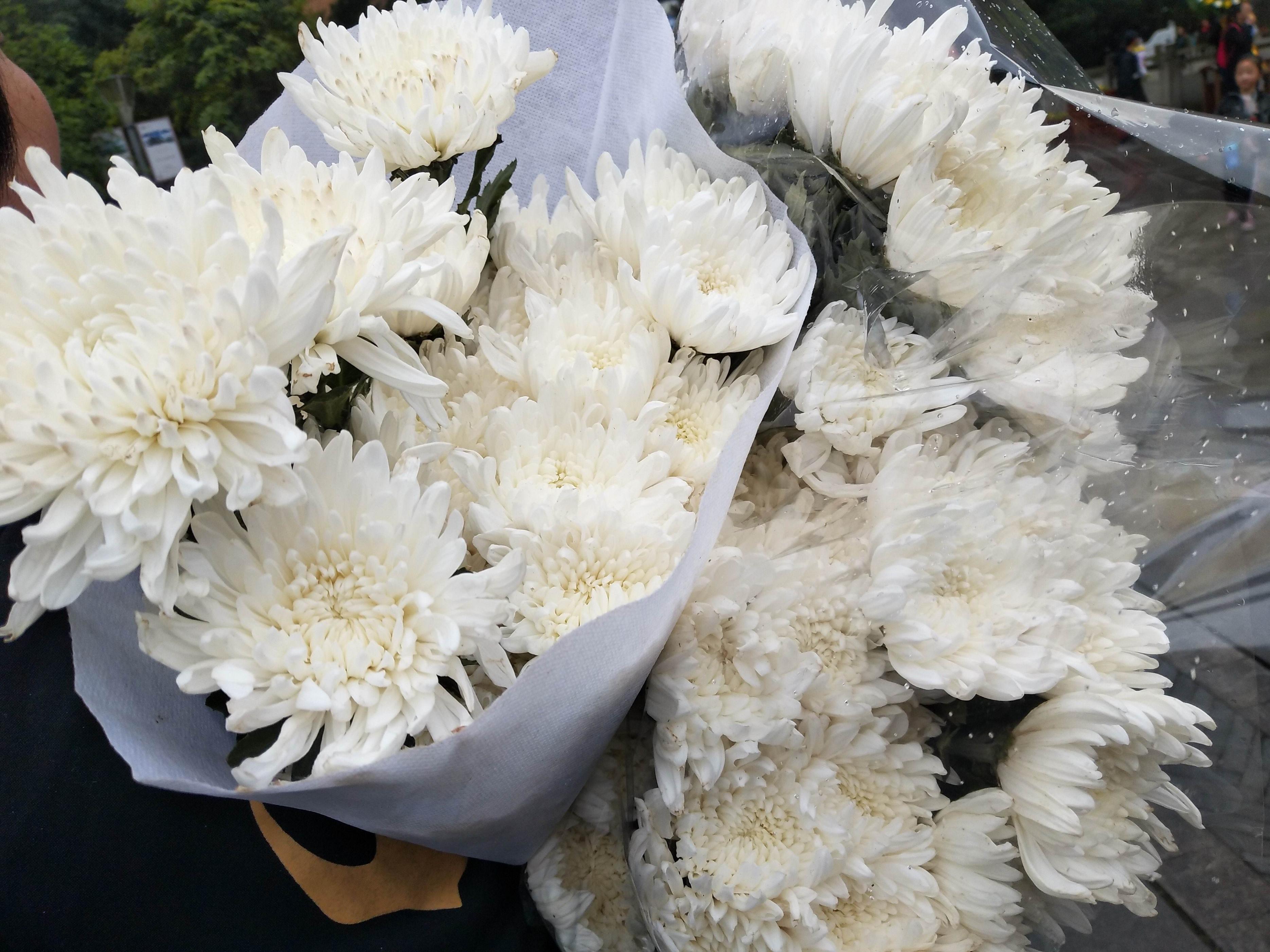 四种花只因太晦气，很少有人愿意养家里，换做是你，你会介意吗？