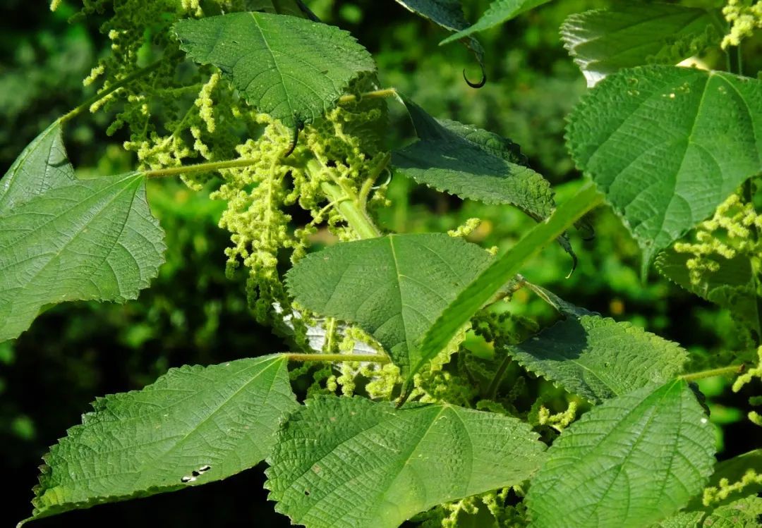 苎麻在哪本医书里被称为中国草,苎麻草如何寻找