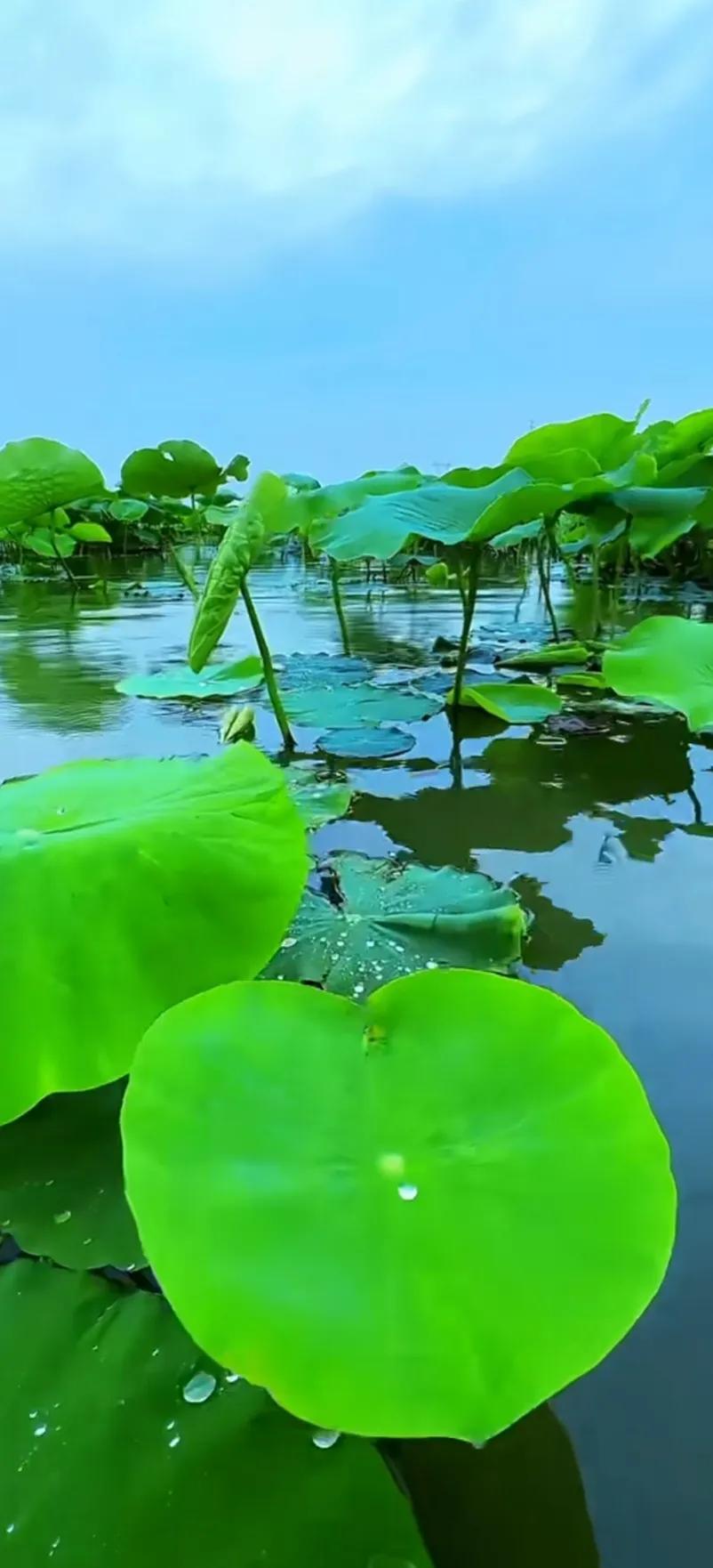 夏日美丽的荷花图片,荷花图片配上字映日荷花别样红