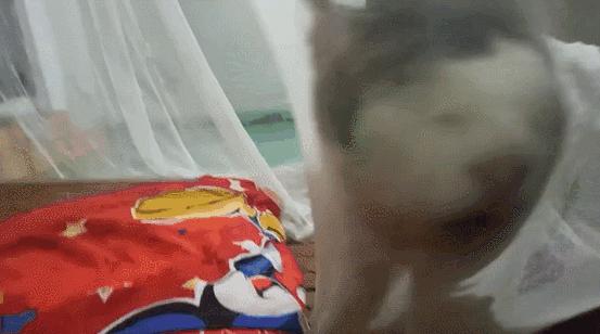 养猫有什么办法驱蚊子,养猫不可以用蚊香怎么驱蚊