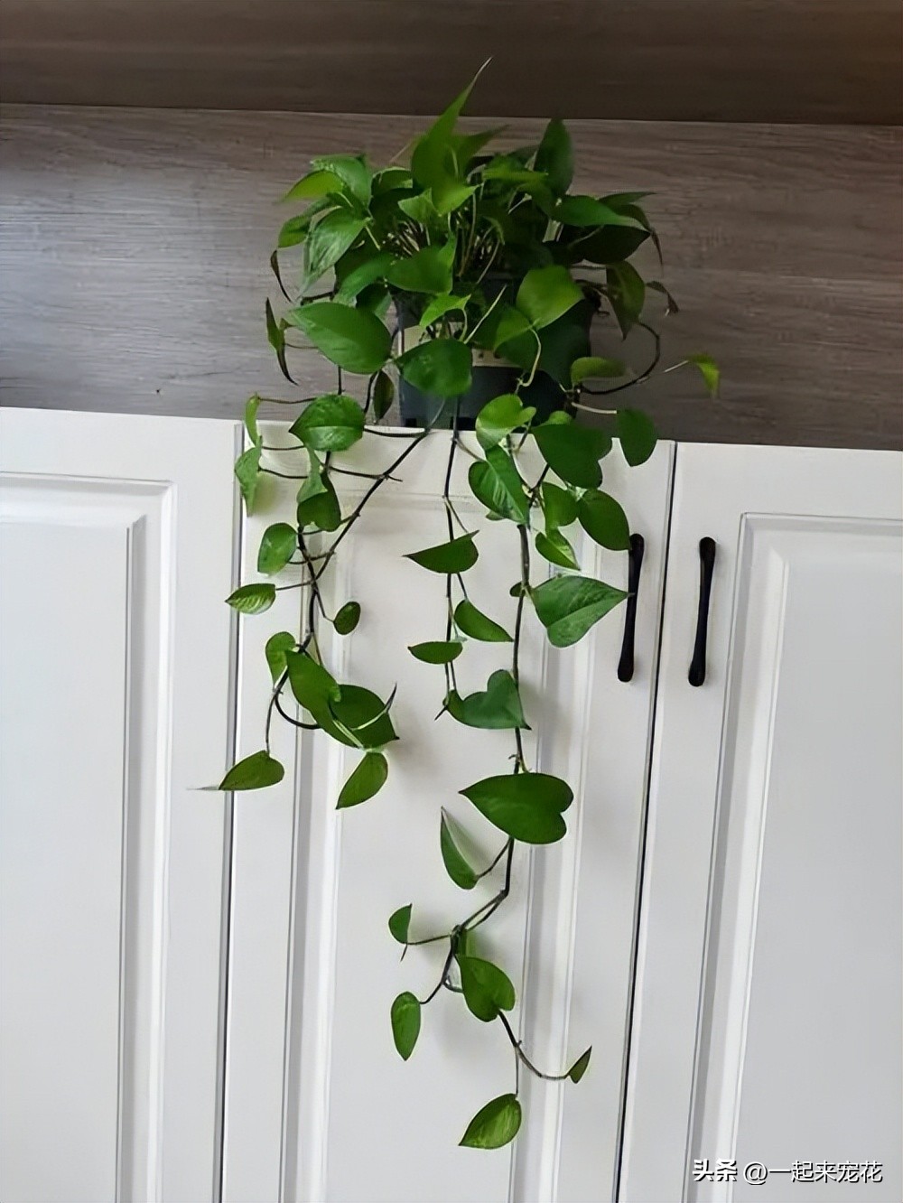 客厅养什么绿植最好看又好养,客厅放置什么绿植好最好养活