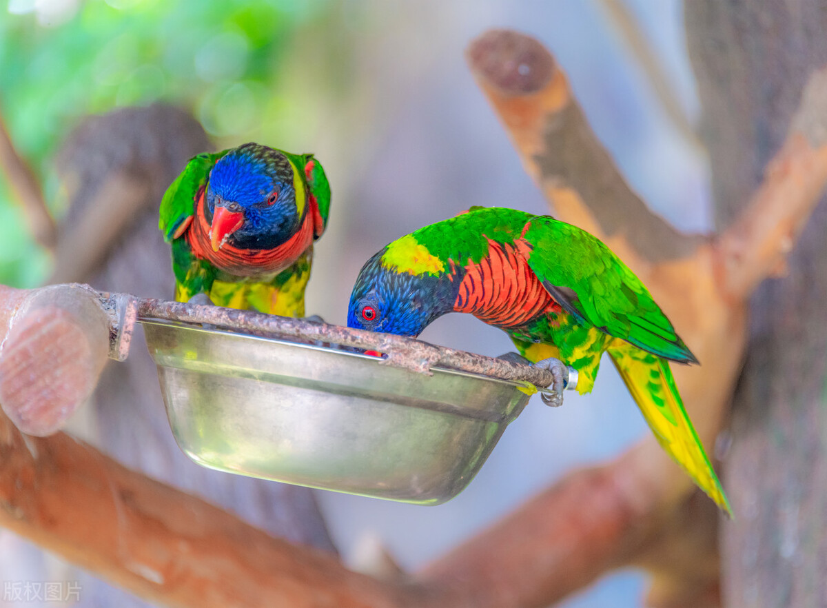 鹦鹉挑食的最佳方法,鹦鹉厌食怎么办