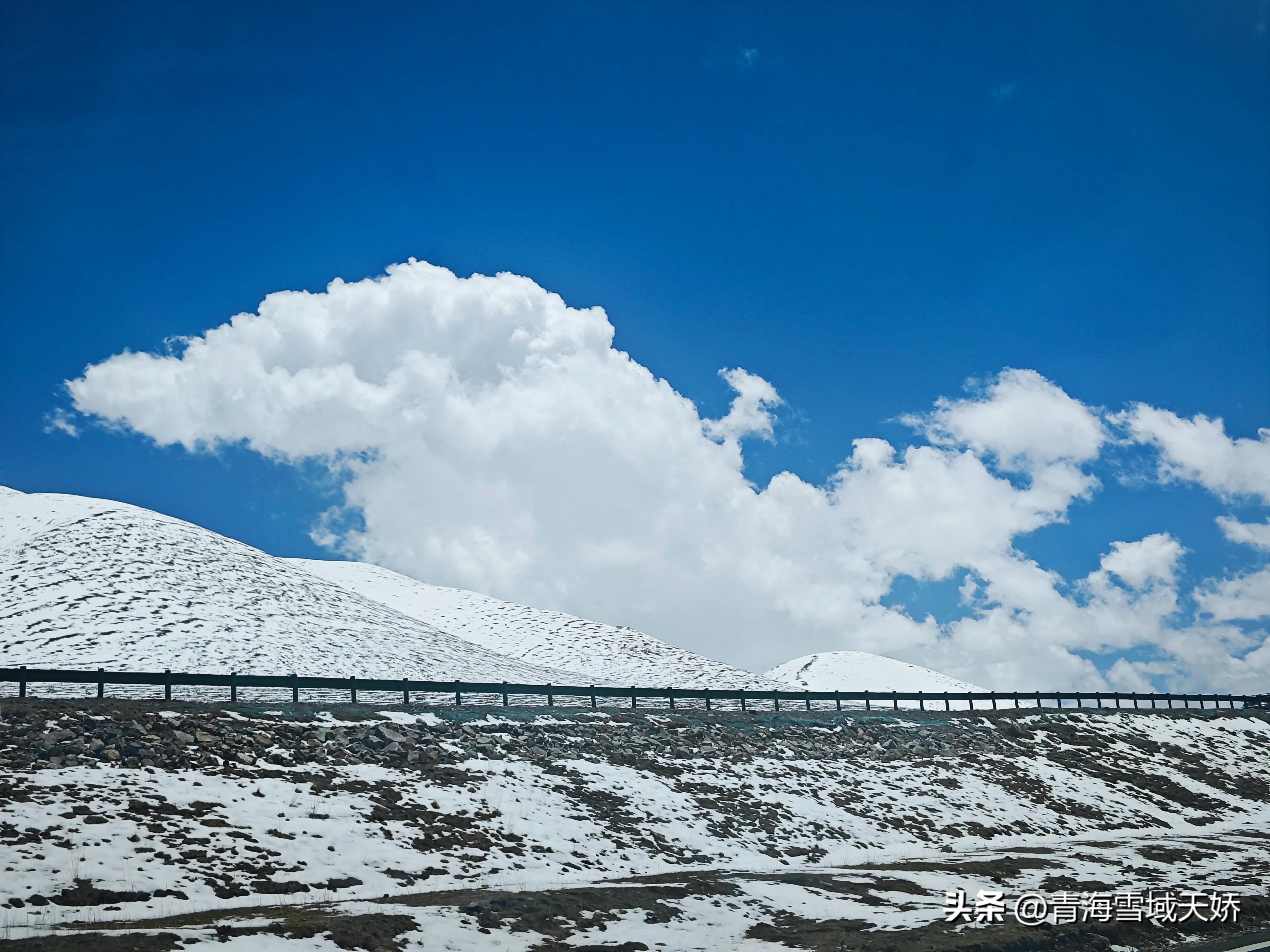 冬虫夏草从哪里挖的,野生冬虫夏草怎么使用