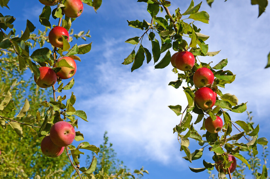 这5种水果热量很高减肥期间慎吃,什么水果热量低适合减肥吃冬天