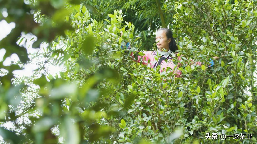 什么是普洱茶的成分,什么是普洱茶的山头