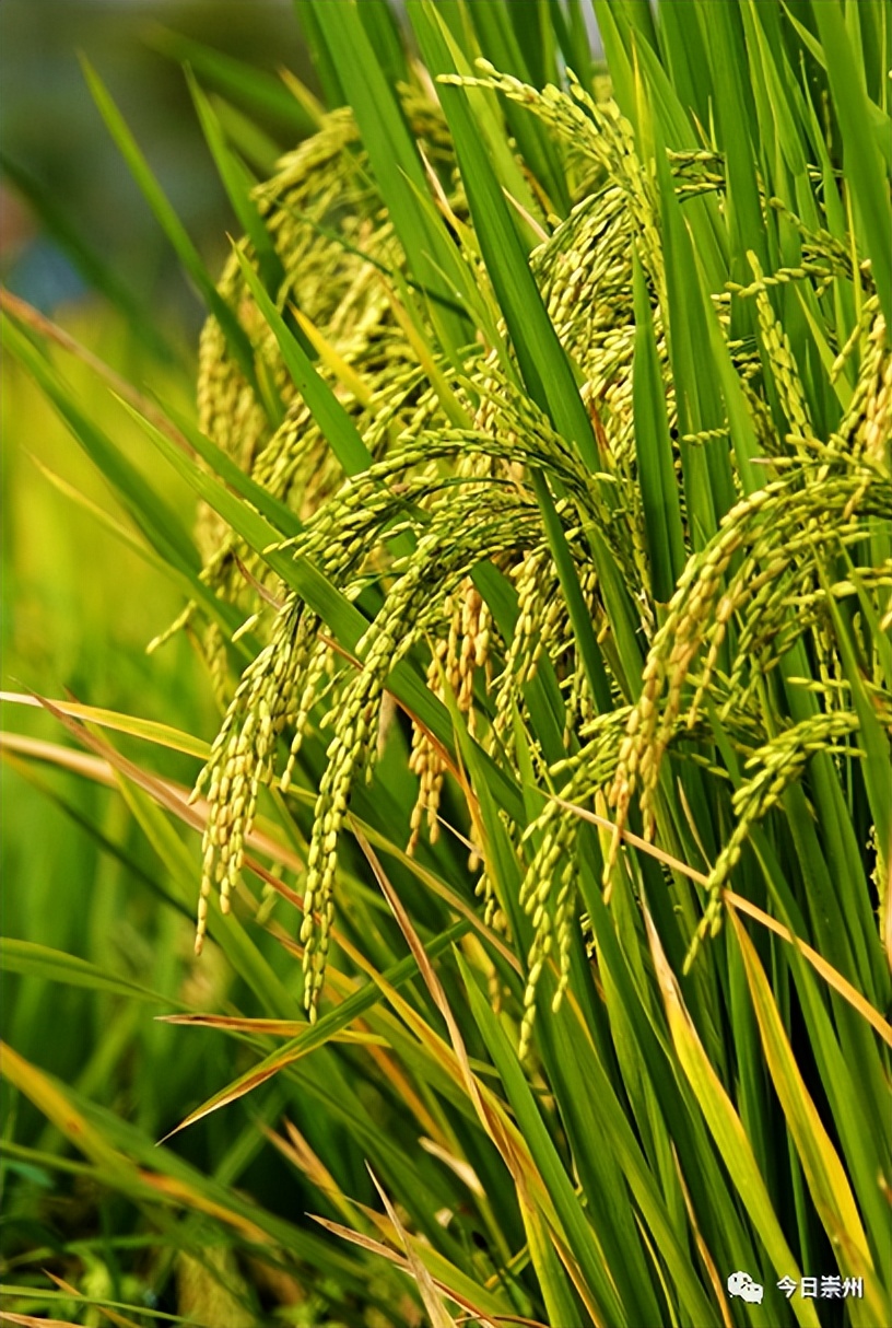 国际酒类大赛金奖！崇州好米酿出崇州好酒