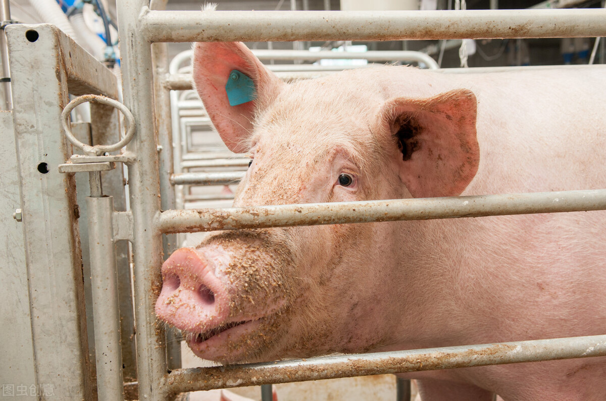 养猪冬季预防措施,早春养猪应预防猪病害吗