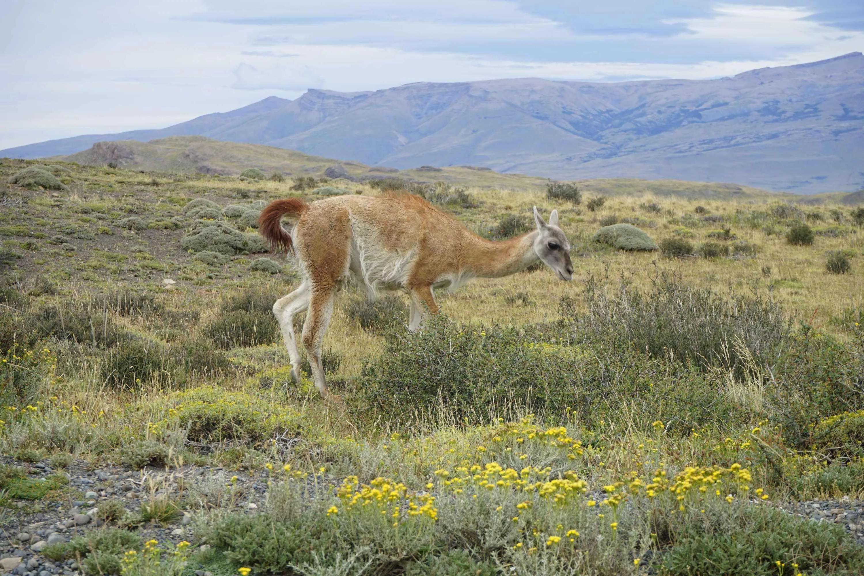 来自安第斯山脉高原的羊驼,安第斯神与羊驼