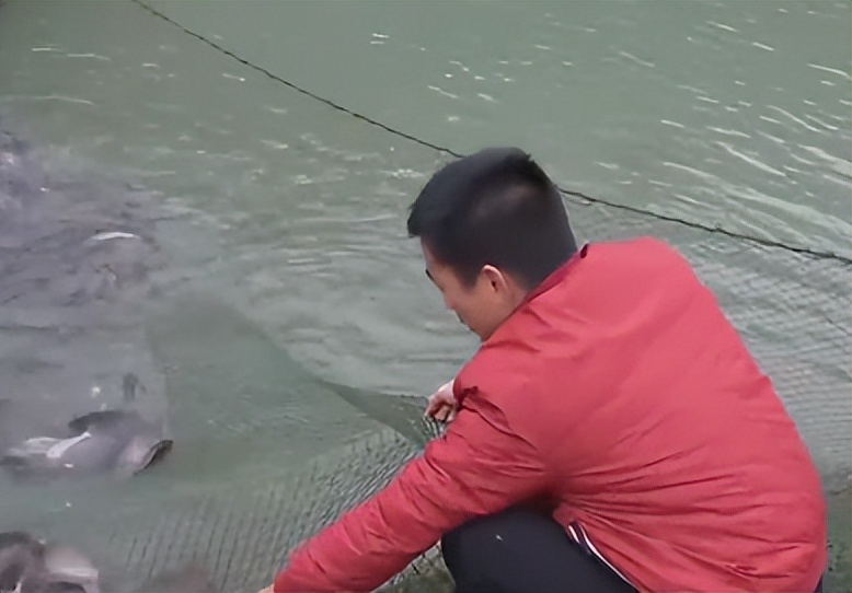 一斤鱼卖多少,一斤鱼30元买了40斤是多少钱