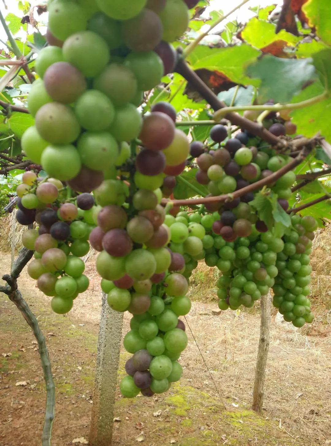 我老爸这个憨老头