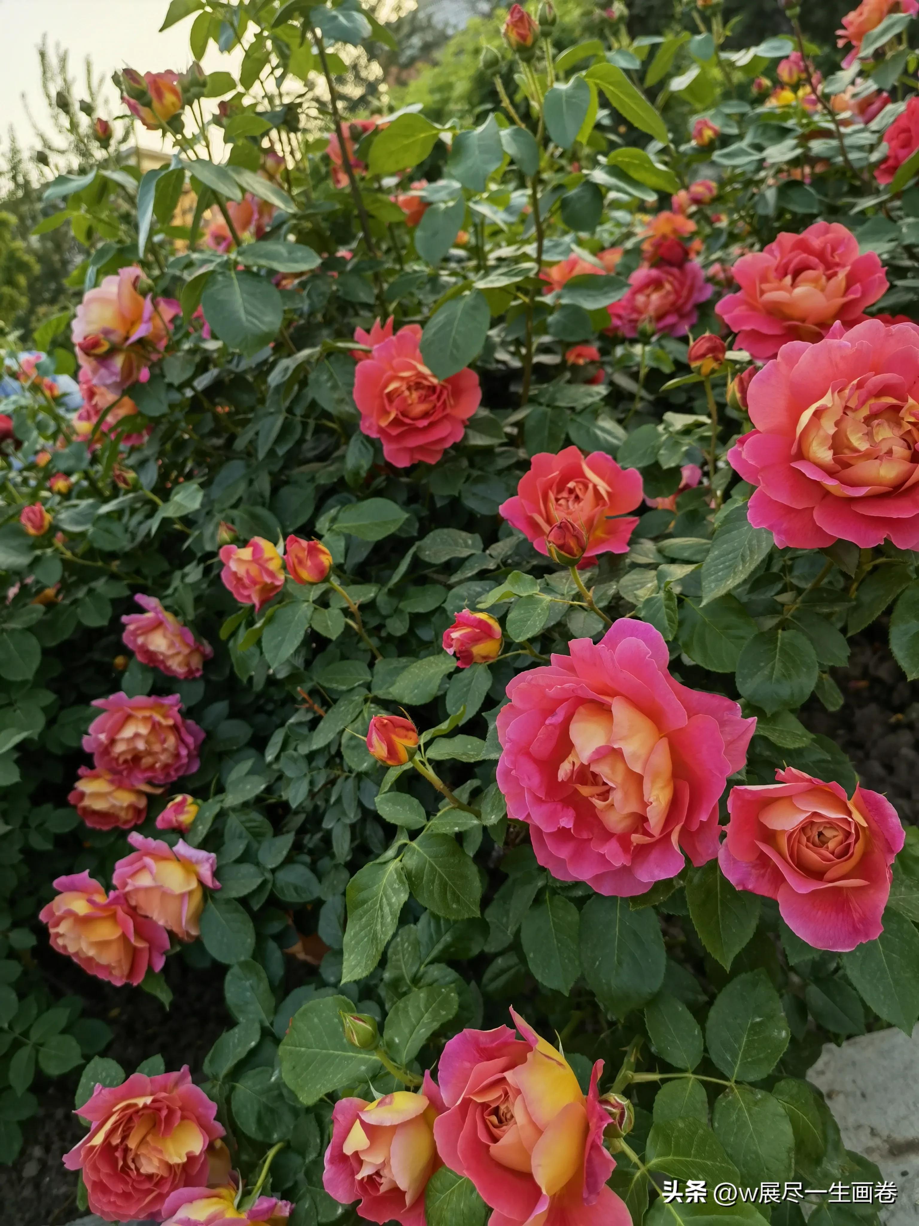 天津月季园开放时间表,天津最佳月季花公园