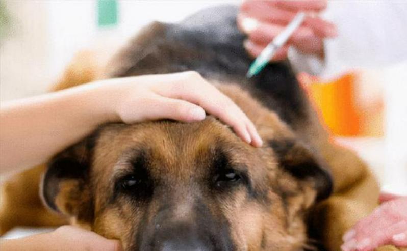 台湾女子给狗狗安乐死,16年的狗安乐死