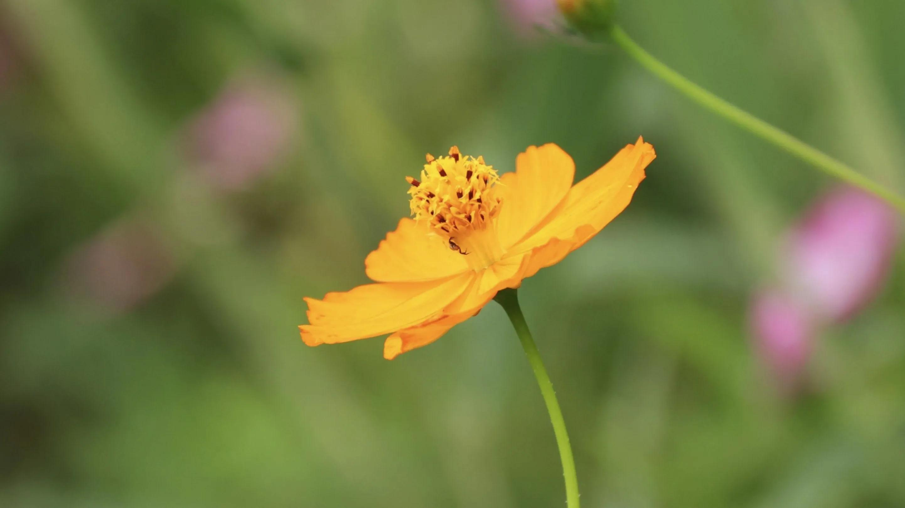 大智若愚其实一点都不糊涂,越傻越聪明大智若愚