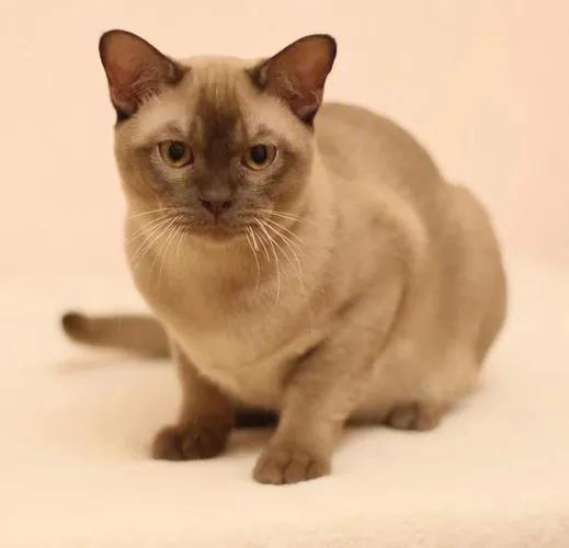 美短猫咪有几种品种,你了解的猫咪品种有几个