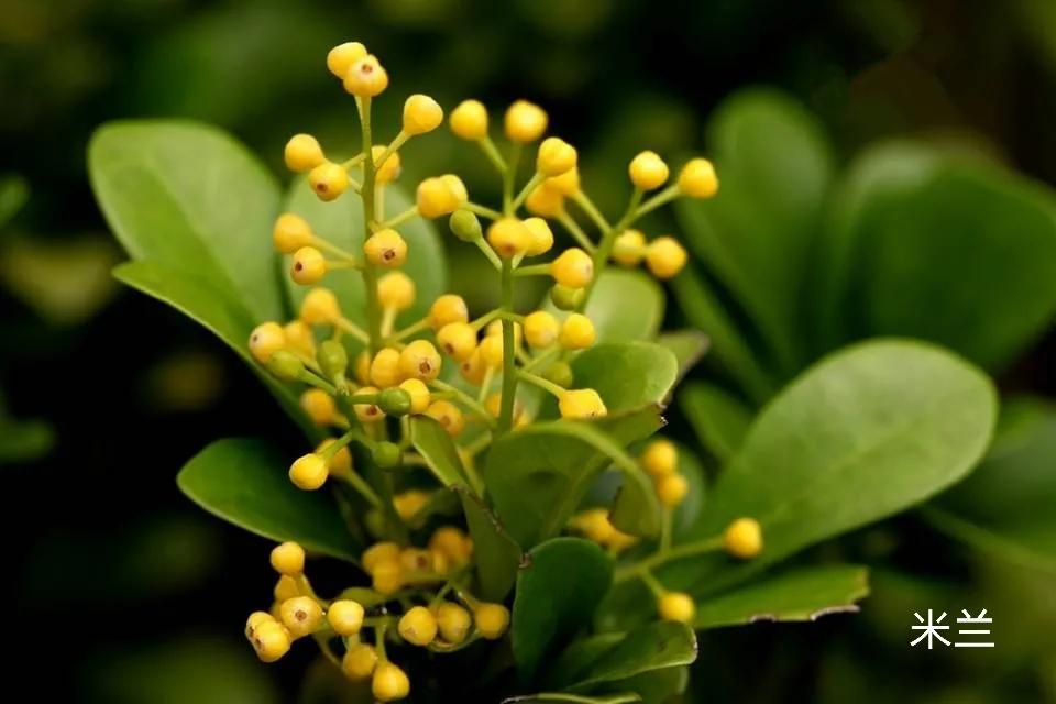 100种花草图片欣赏,50种花草图片大全