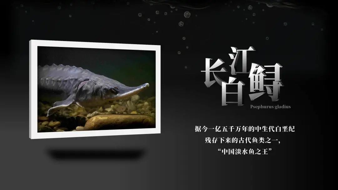 世界野生动植物日保护宣传活动,世界野生动植物保护日英语