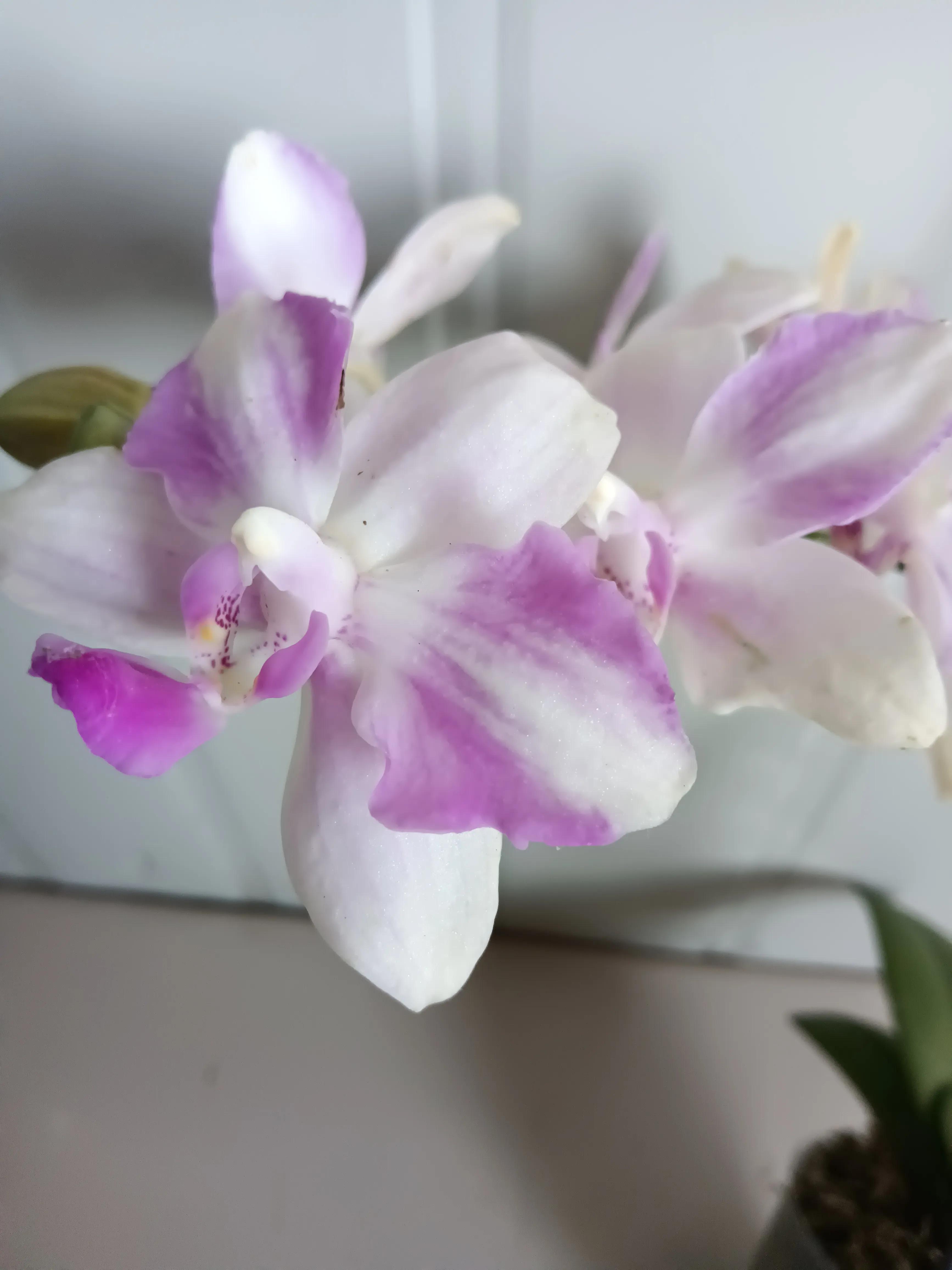 直播间买的花真的好吗,有没有在直播间买花的